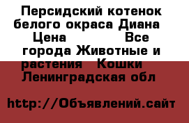 Персидский котенок белого окраса Диана › Цена ­ 40 000 - Все города Животные и растения » Кошки   . Ленинградская обл.